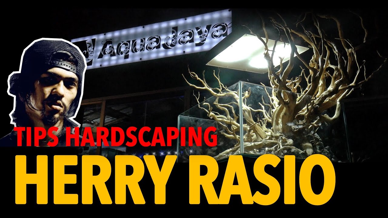 INI DAGING SEMUA...!!!! Herry Rasio Setting Aquascape Ceper