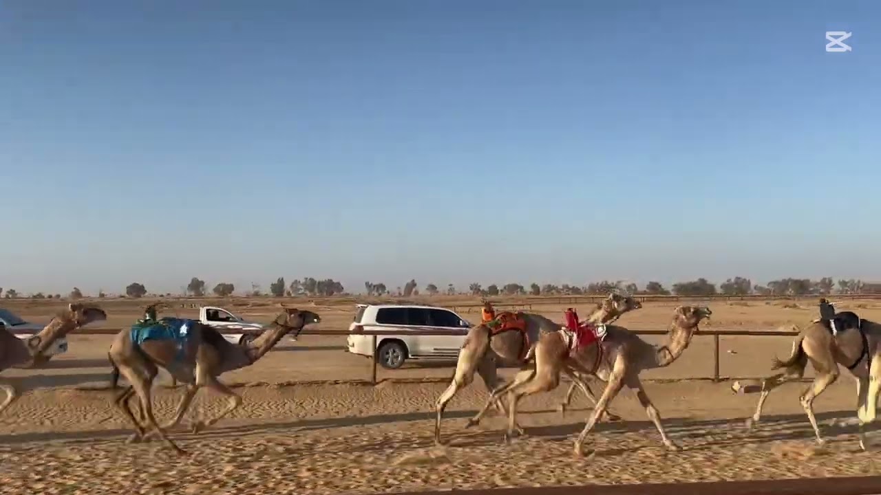 نجد/احمد مرزوق الدلاقمه الشراري 