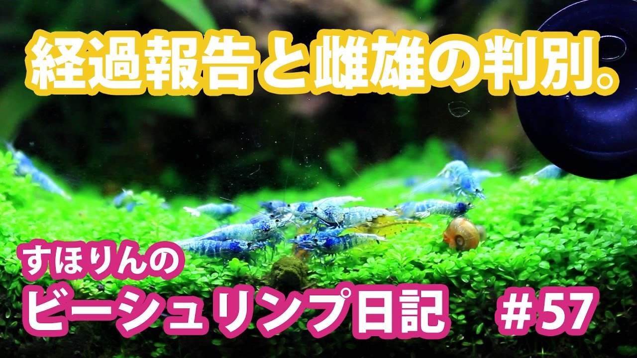 【水槽アクアリウム】経過報告。とビーシュリンプのオスメス見分け方？