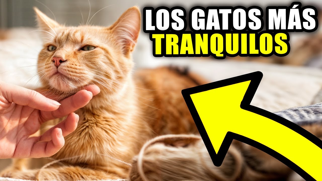 ¡Descubre los 10 Gatos Más Tranquilos del Mundo!