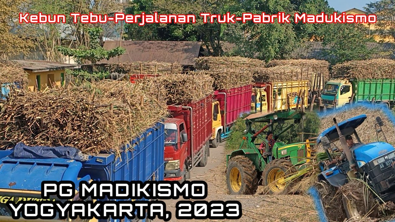 Процесс перевозки сахарного тростника с плантаций на PG MADUKISMO 2023