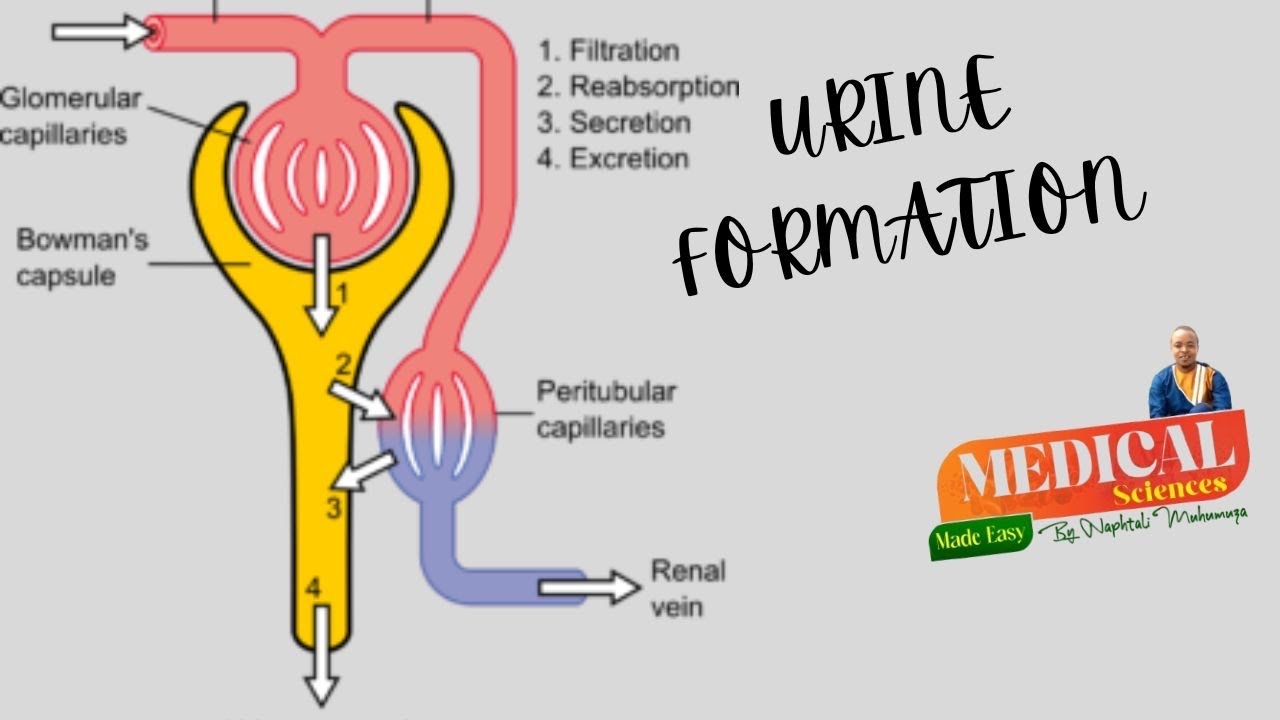 URINE FORMATION