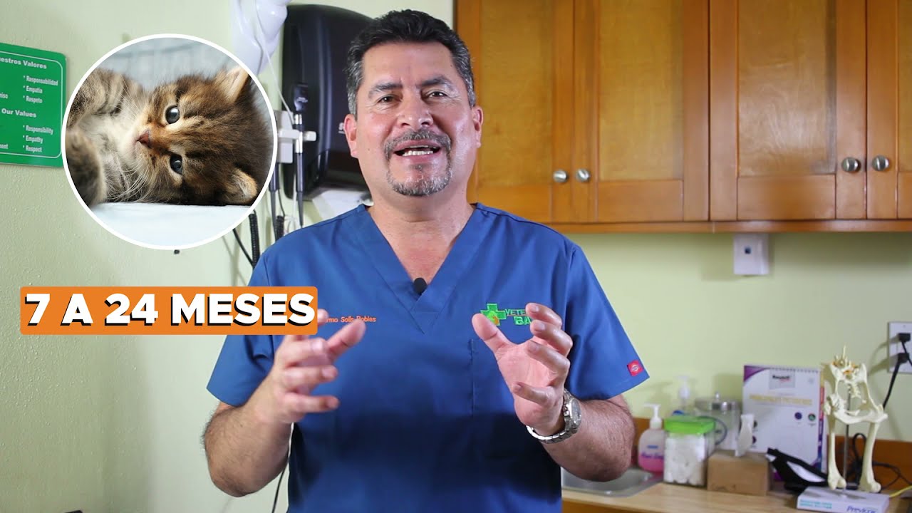Etapas de vida de un gato