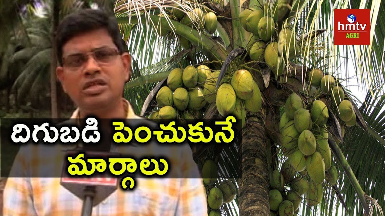 Tips To Increase Coconut Yield | hmtv Agri