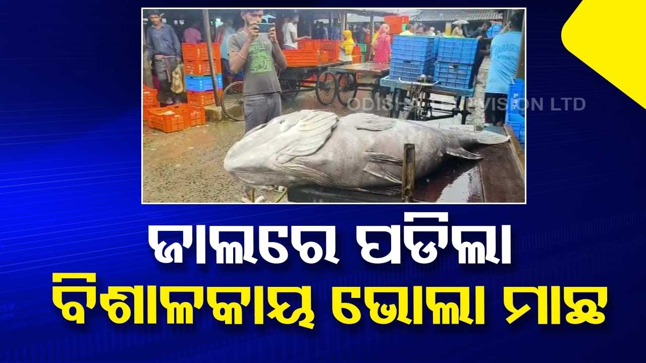 Fisherman catches 110 kg giant fish in Paradip