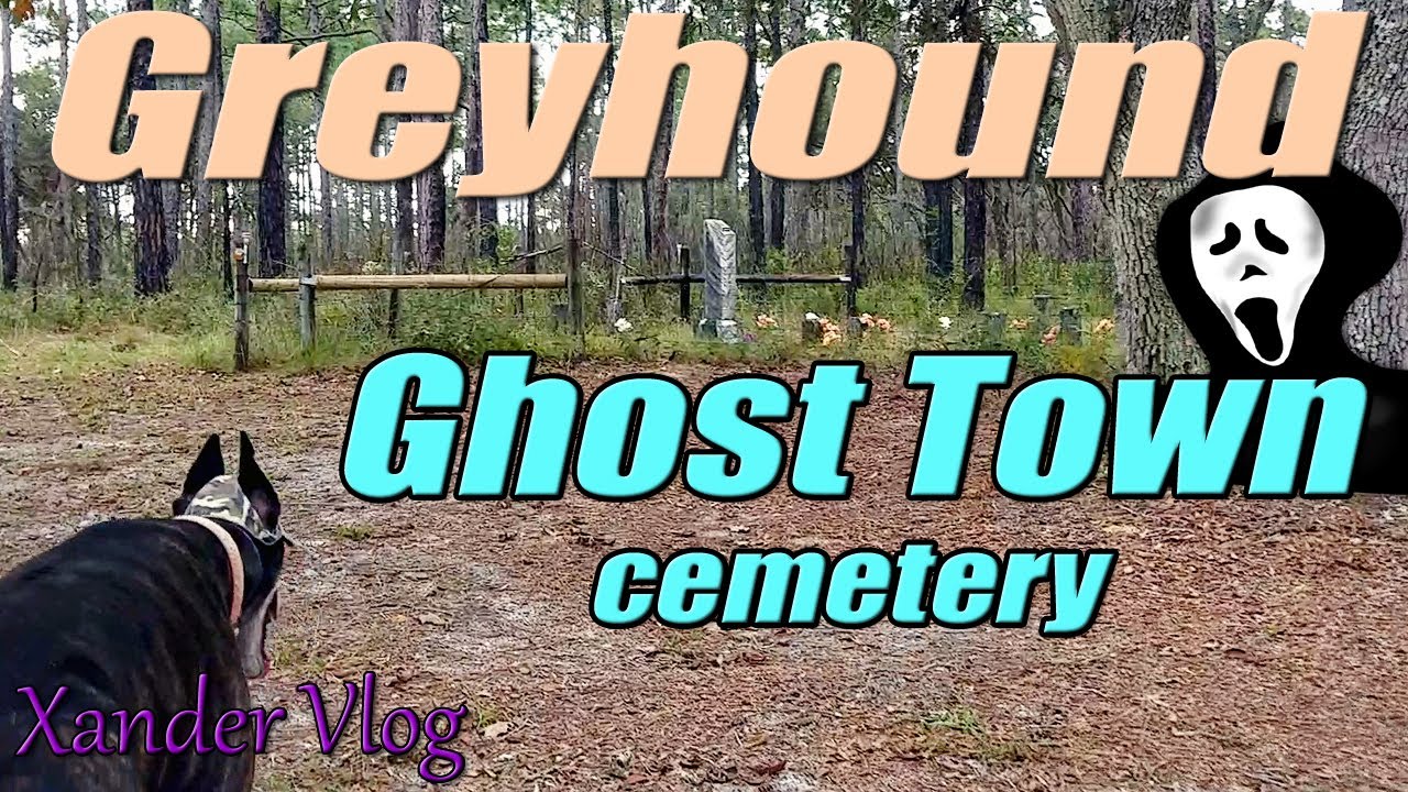 Greyhound visits Mannfield ghost town cemetery 👻 | funny history | Life with a retired racer