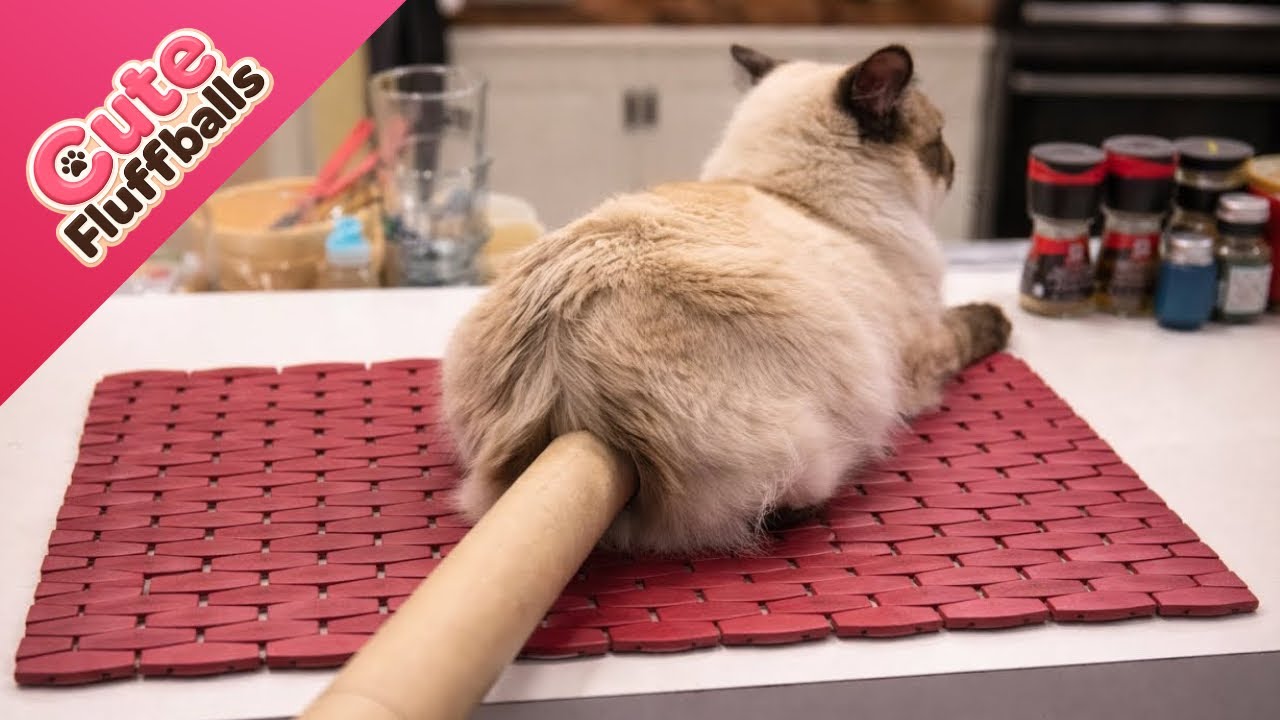 Try Not To Laugh 😂 Weird Cat Moments | Funniest Cats & Dogs Compilation | Funny Animals 2026