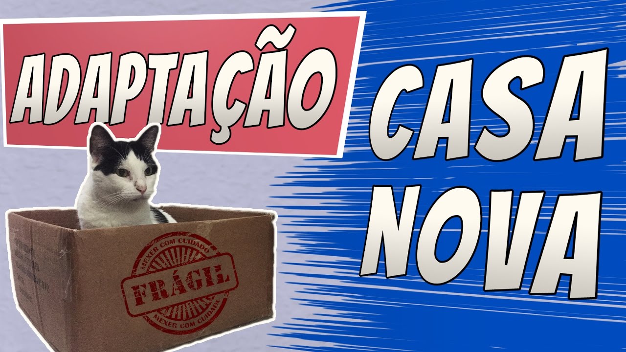 ADAPTAÇÃO | Mudando de casa com um gato!