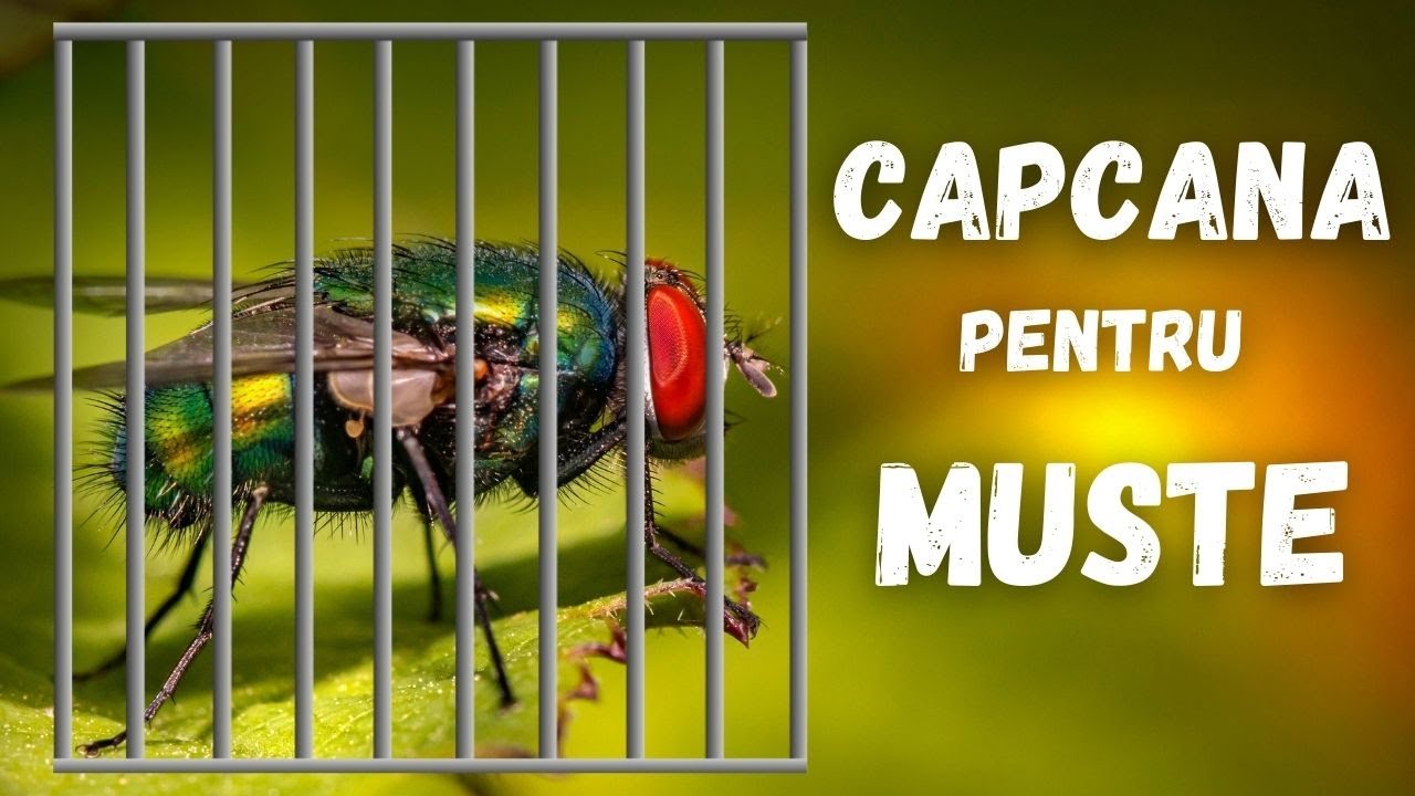 CAPCANA pentru MUSTE | Scapa de muste | Capcana muste eficienta pentru exterior