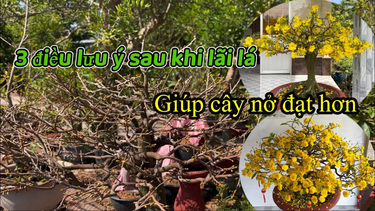 Những điều cần làm sau khi lãi lá mai vàng, chăm sóc mai vàng chơi hoa. Phong cách bonsai 