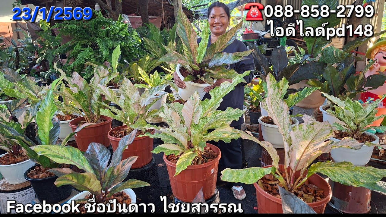 ☎️088-858-2799ไม้เข้าใหม่เต็มบ้านเลยวันนี้ โชคเก้าชั้นด่างไซร์ใหญ่ราคาดี กวักมรกตด่างเหลืองเลมอน 