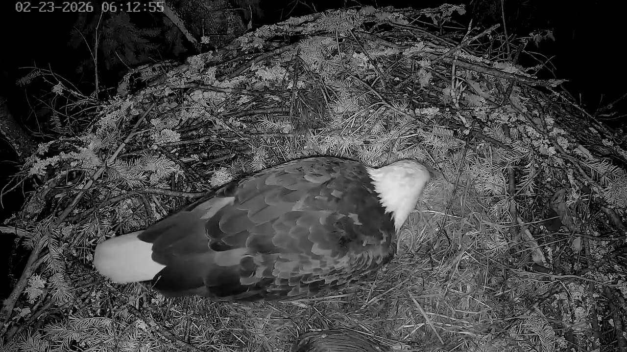 Bald eagles Ellie and Eddy. Eggs any day now.   February 23, 2026