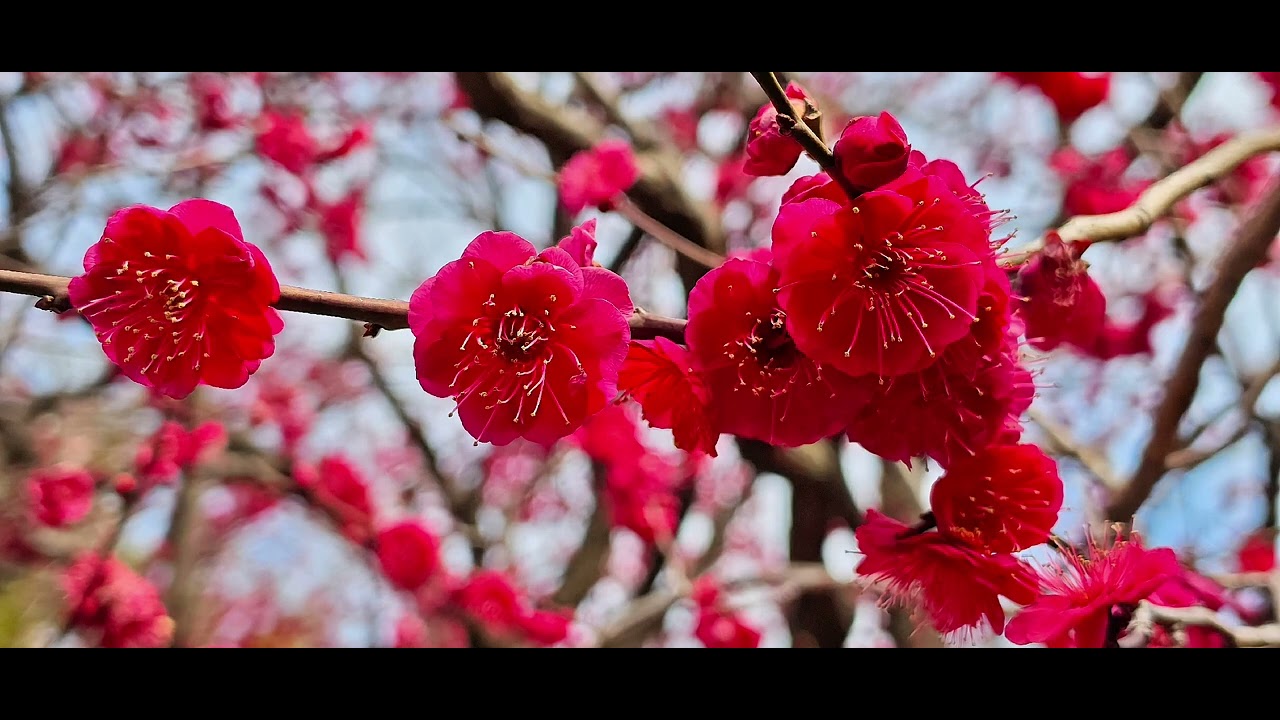 亀戸天神社の梅、お台場の河津桜 2026年2月14日