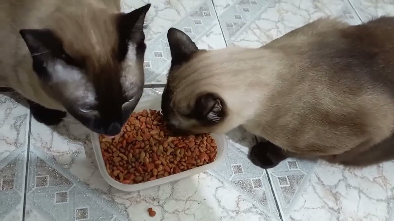Som Terapêutico: Escute Meus Gatos Comendo e Sinta a Paz