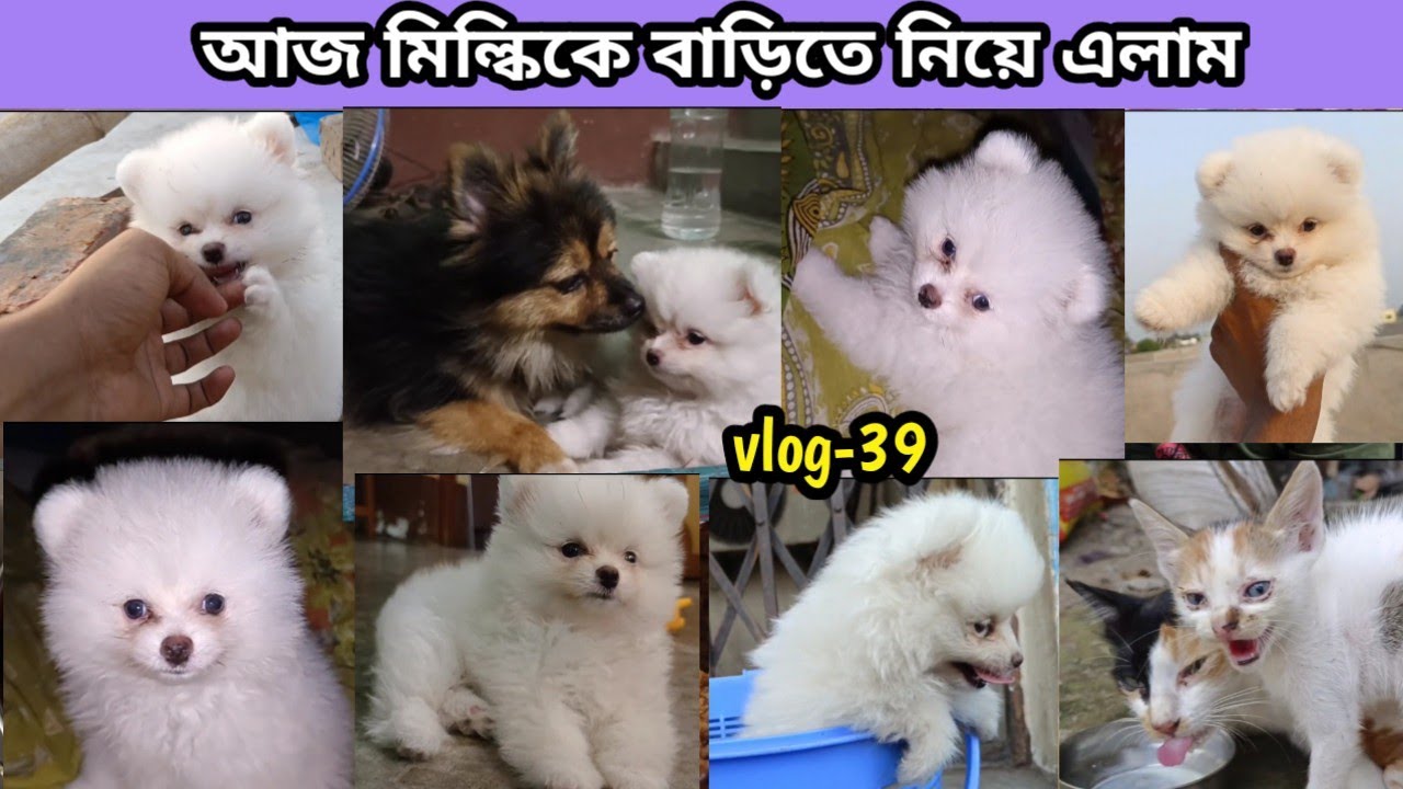 আজ বাড়িতে একটা Toy Pom (Milky) কে নিয়ে এলাম।(Vlog-39)