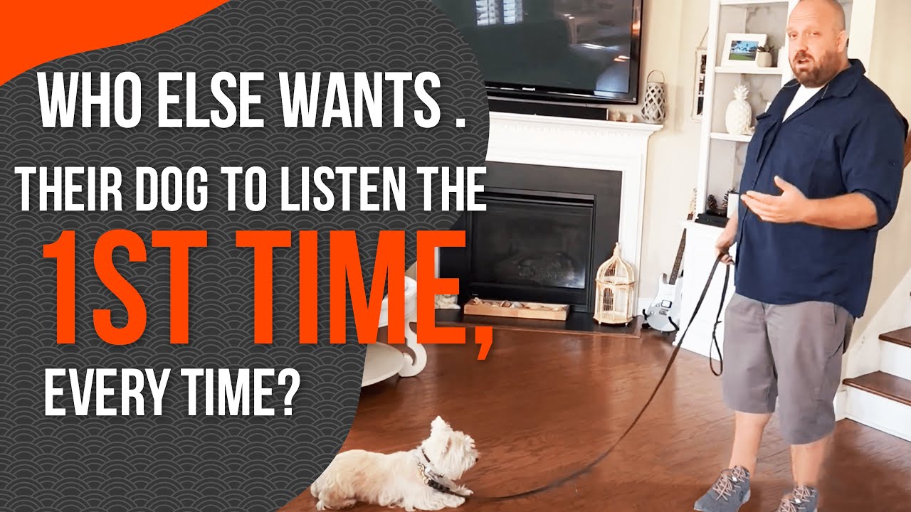 Dog Obedience Training- How to Get Your Dog to Listen the First Time Every Time