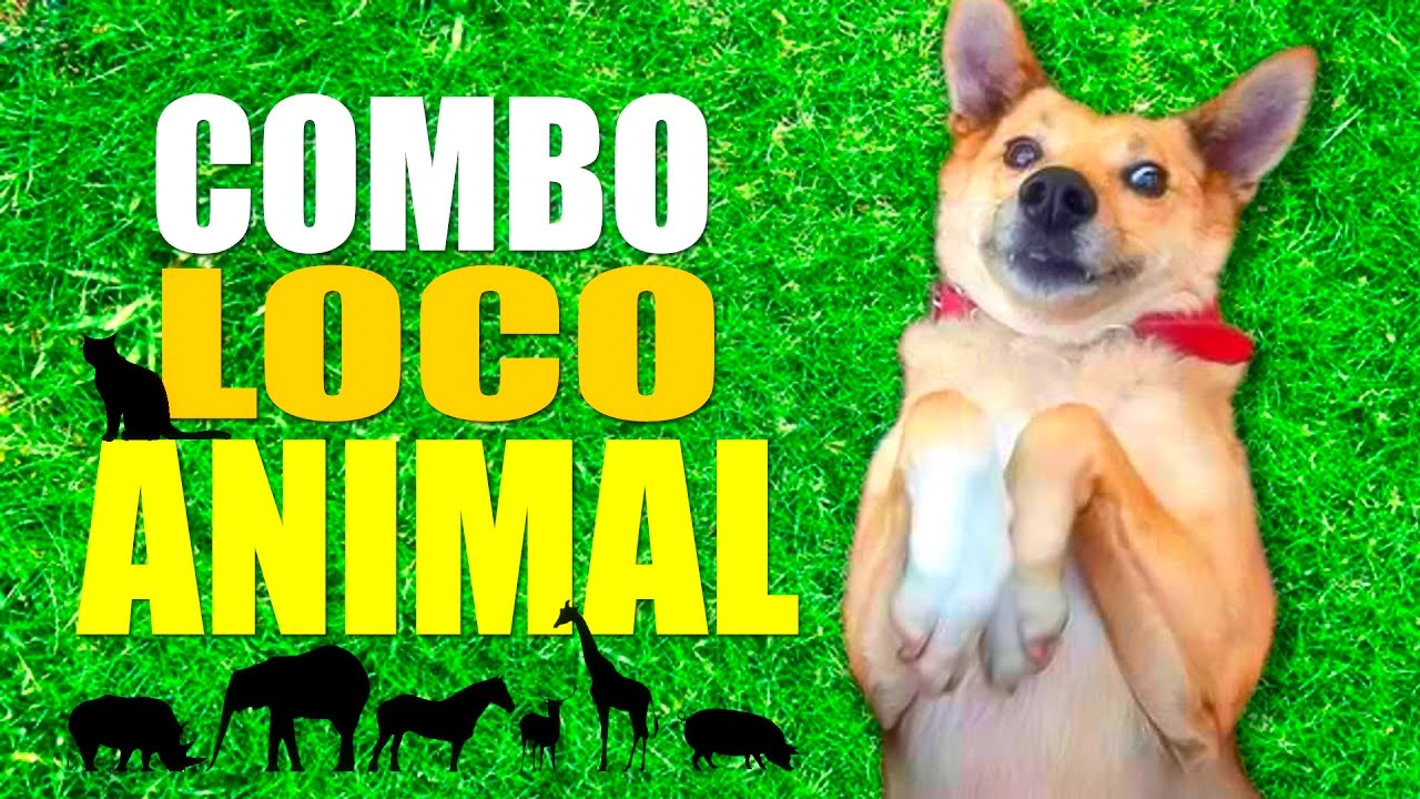 COMBO LOCO ANIMAL