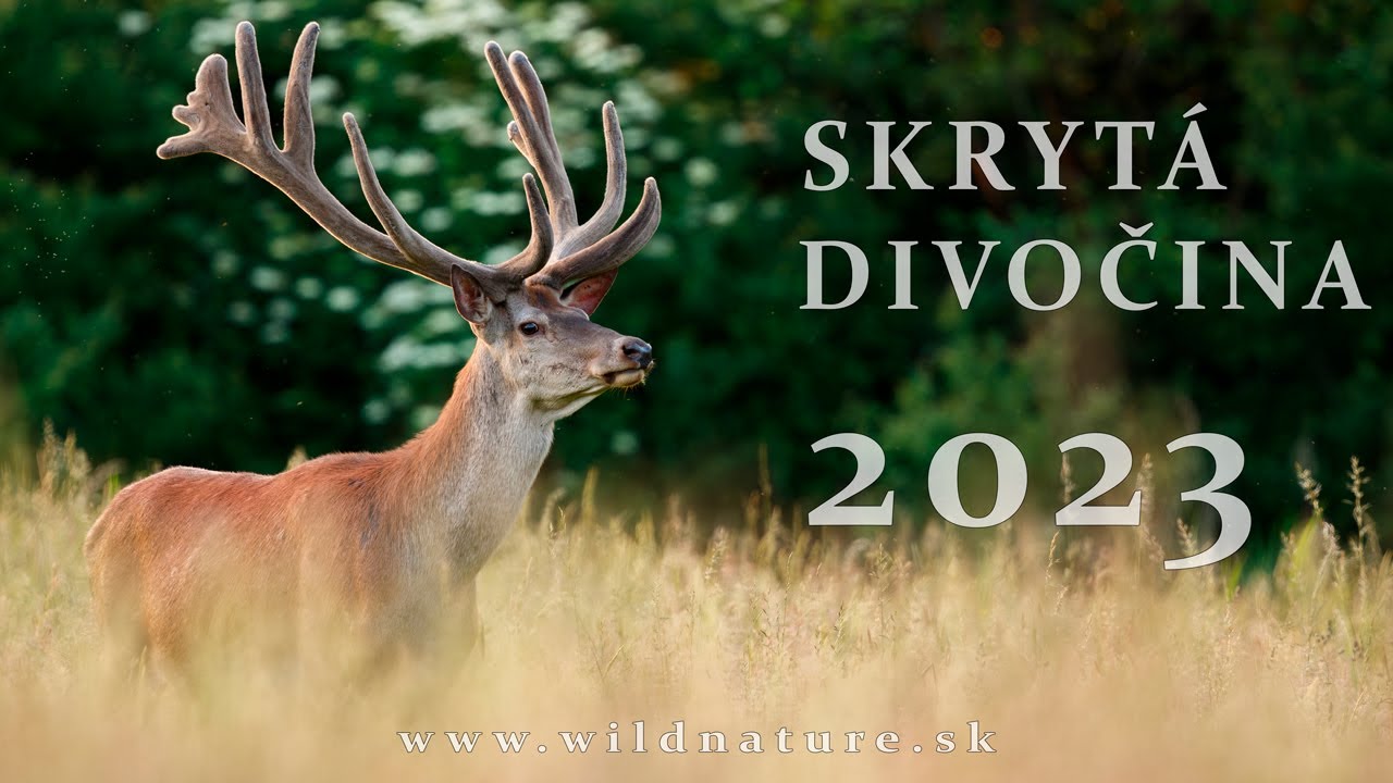 SKRYTÁ DIVOČINA 2023