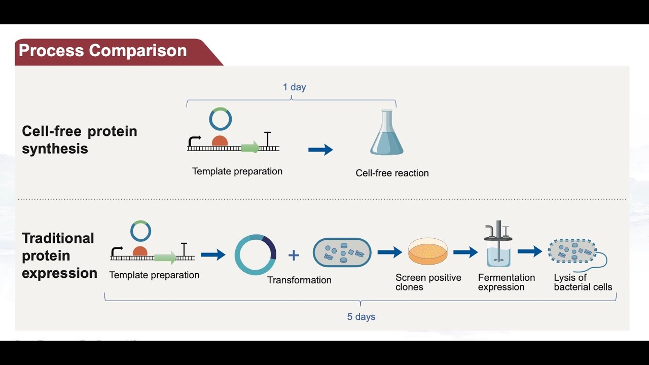 Cell-Free Protein Synthesis: Fast, Flexible, and Powerful Protein Expression