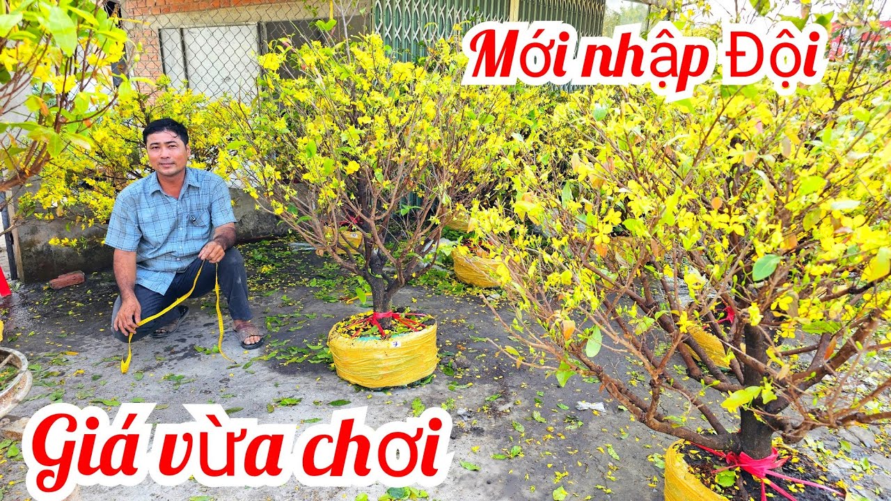 A Nguyên 📲 0332333910 mai vàng vườn mai giảo Thủ Đức 23/2 mùng 7 Tết Bến Tre (@MaivàngQuêdừa)