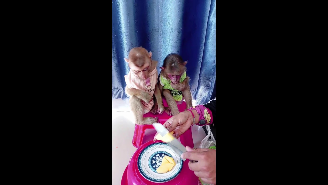 Little monkey very hungry fruit 