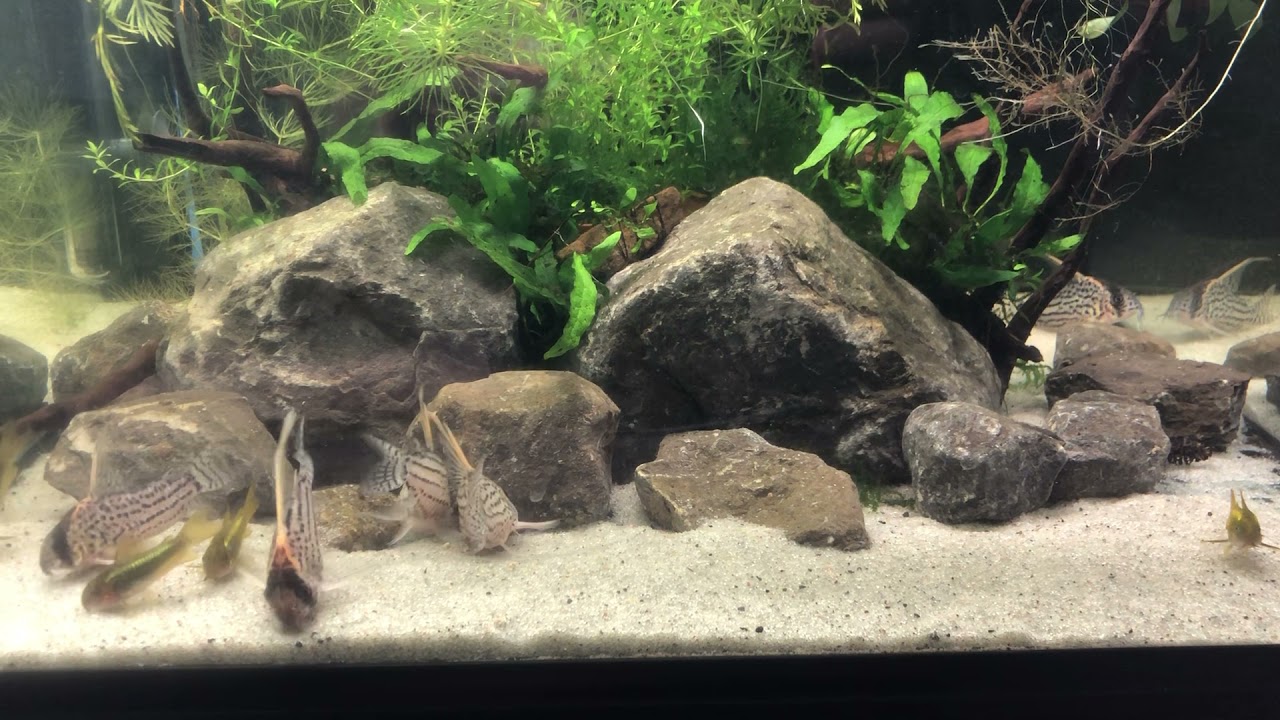 Corydoras shwartzi Rio Mucuim and cw009 green lazer