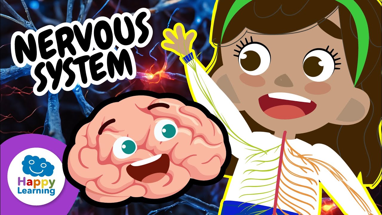 THE NERVOUS SYSTEM | Educational Videos for Kids | Happy Learning