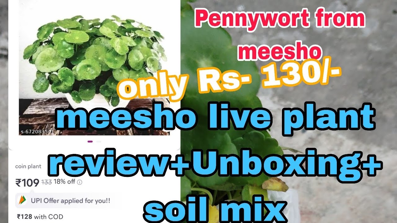 #meesho live plant pennywort - review+unboxing+soilmix Bumper video// #allinone #gardening #youtube 