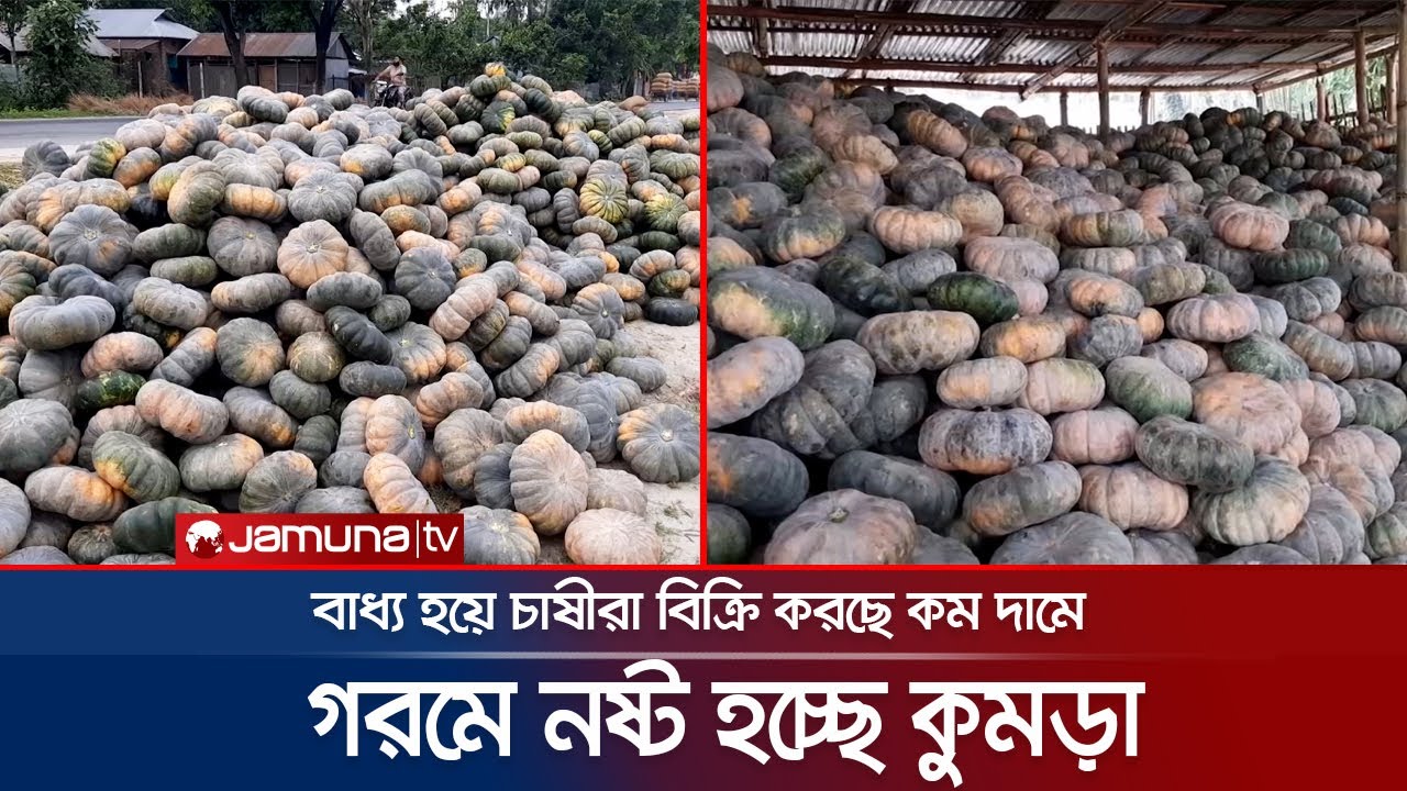 সংরক্ষণ করতে না পারায় নষ্ট হচ্ছে কুমড়া, লোকসানের মুখে চাষিরা | Thakurgaon pumpkin
