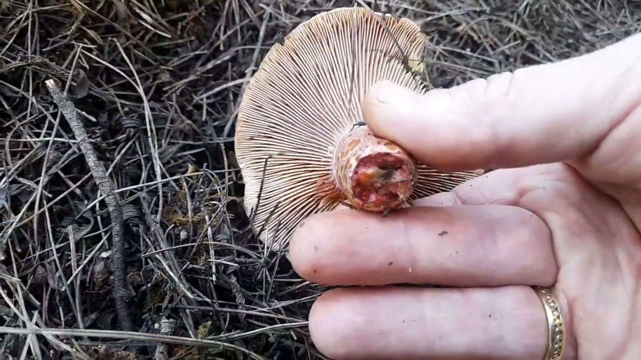 Lactarius sanguifluus, &Lambda;&alpha;&kappa;&tau;ά&rho;&iota;&omicron;&sigmaf; &omicron; &alpha;&iota;&mu;&omicron;&rho;&rho;&omicron;ώ&nu;. Fungi, &epsilon;&delta;ώ&delta;&iota;&mu;&omicron; &mu;&alpha;&nu;&iota;&tau;ά&rho;&iota;