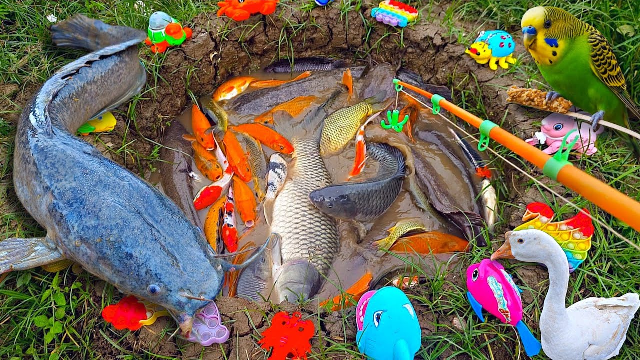 Menangkap ikan lele besar, ikan koi, ikan cupang, ikan hias, kura kura, ikan mas, burung, angsa
