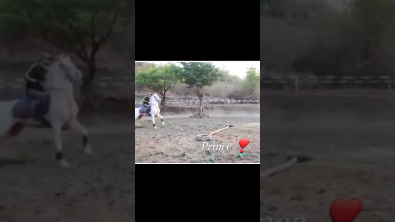 Deshi Horse Power (Indian horse breed)#hashtaggaurav #short