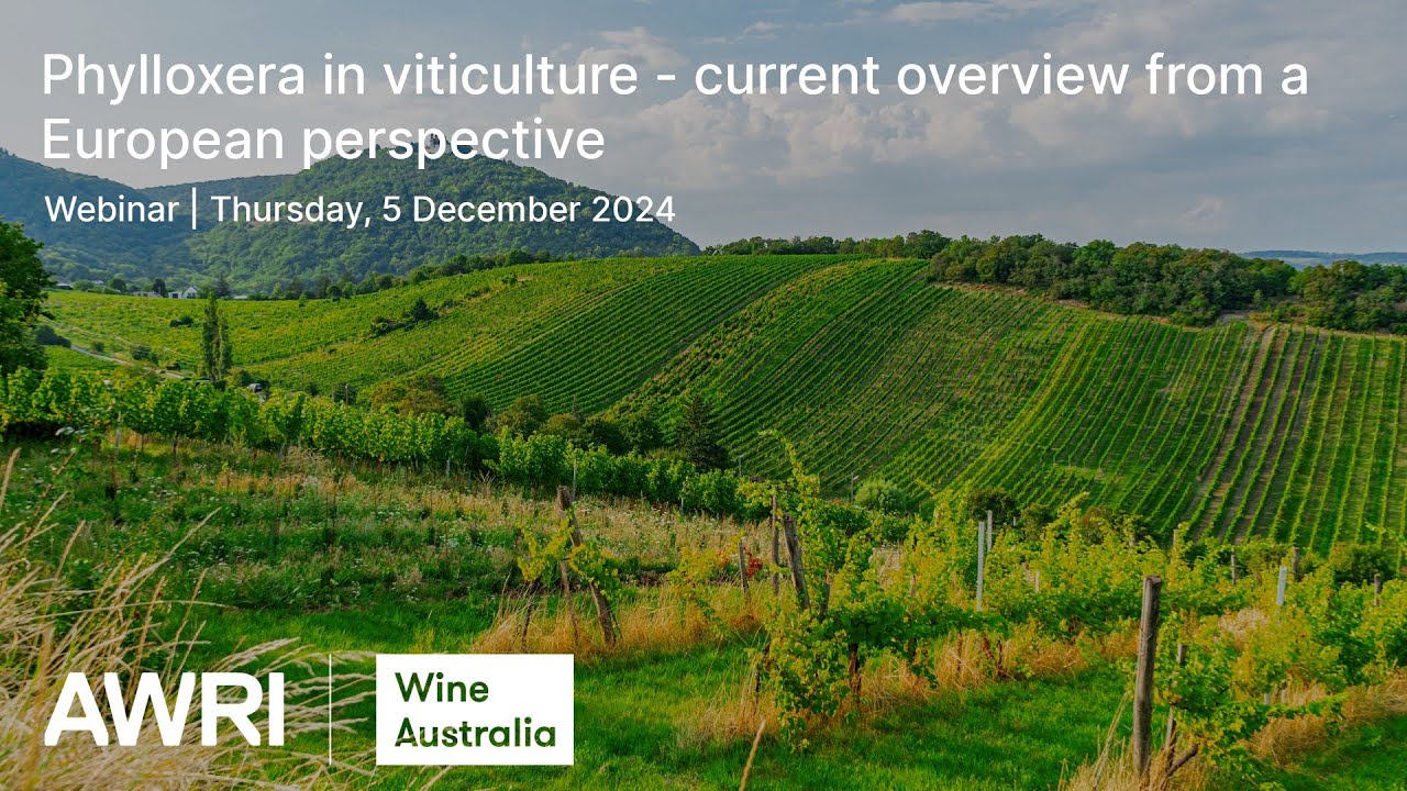 Phylloxera in viticulture - current overview from a European perspective