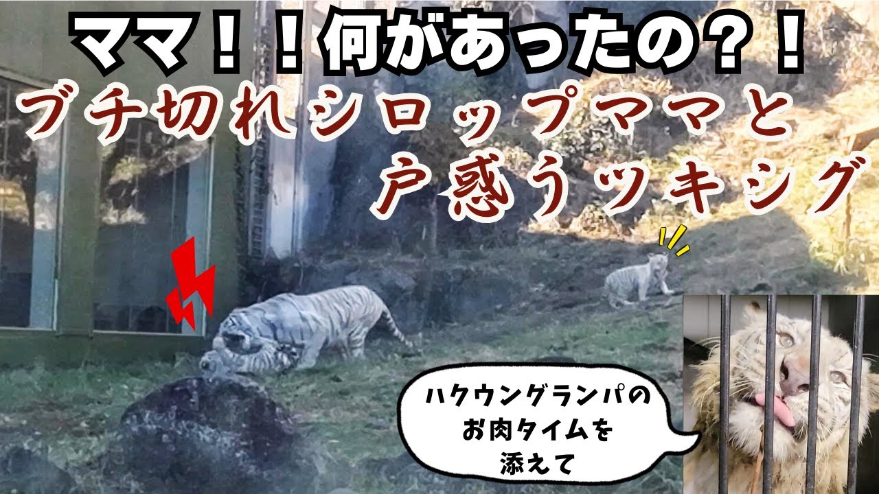 伊豆アニマルキングダム | 一体何がシロップママを激高させたの | ママにも不機嫌な時があることを学ぶツキシグ | ハクウンさん、なんて上品なお肉の食べ方 | ホワイトタイガー