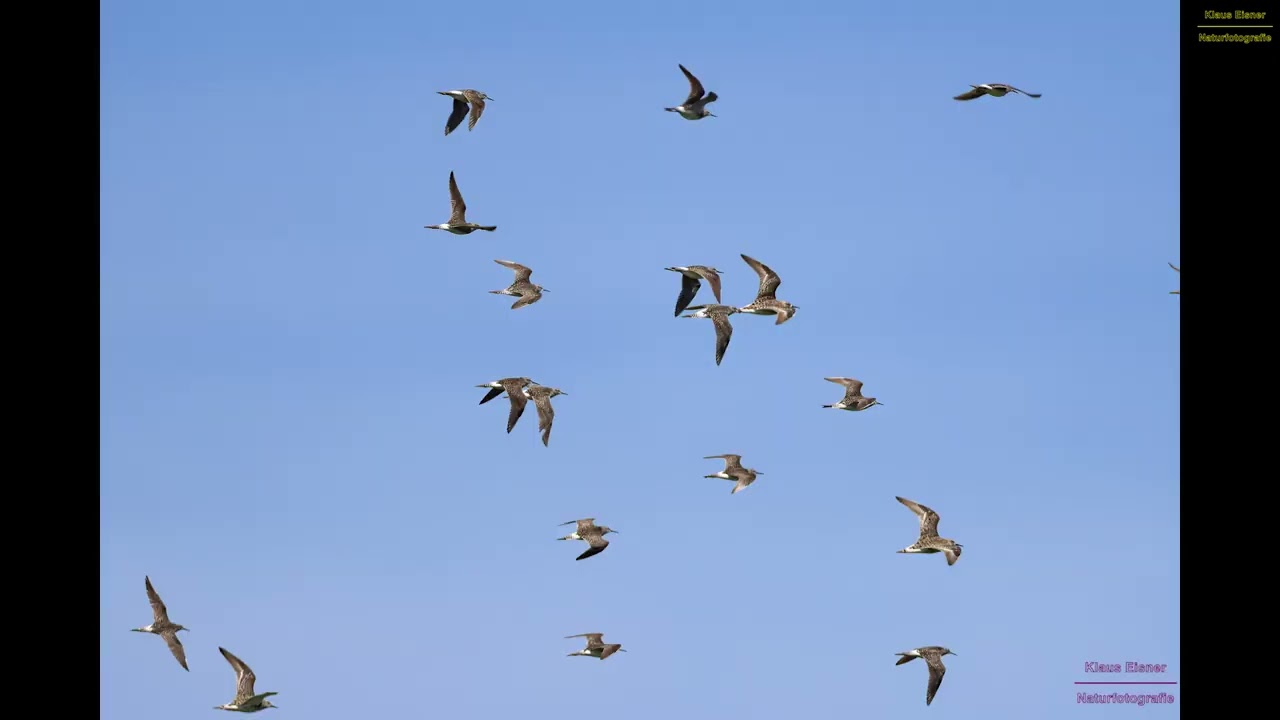 Wildlife Aufnahmen aus den Wagbachniederung, Federsee und Gundelfinger Moos. Teil 1 von 2.
