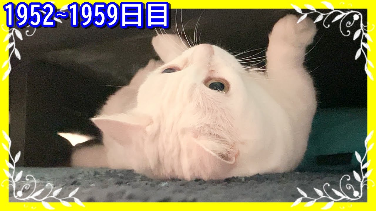 ソファーに潜って、いたずらをする白猫。