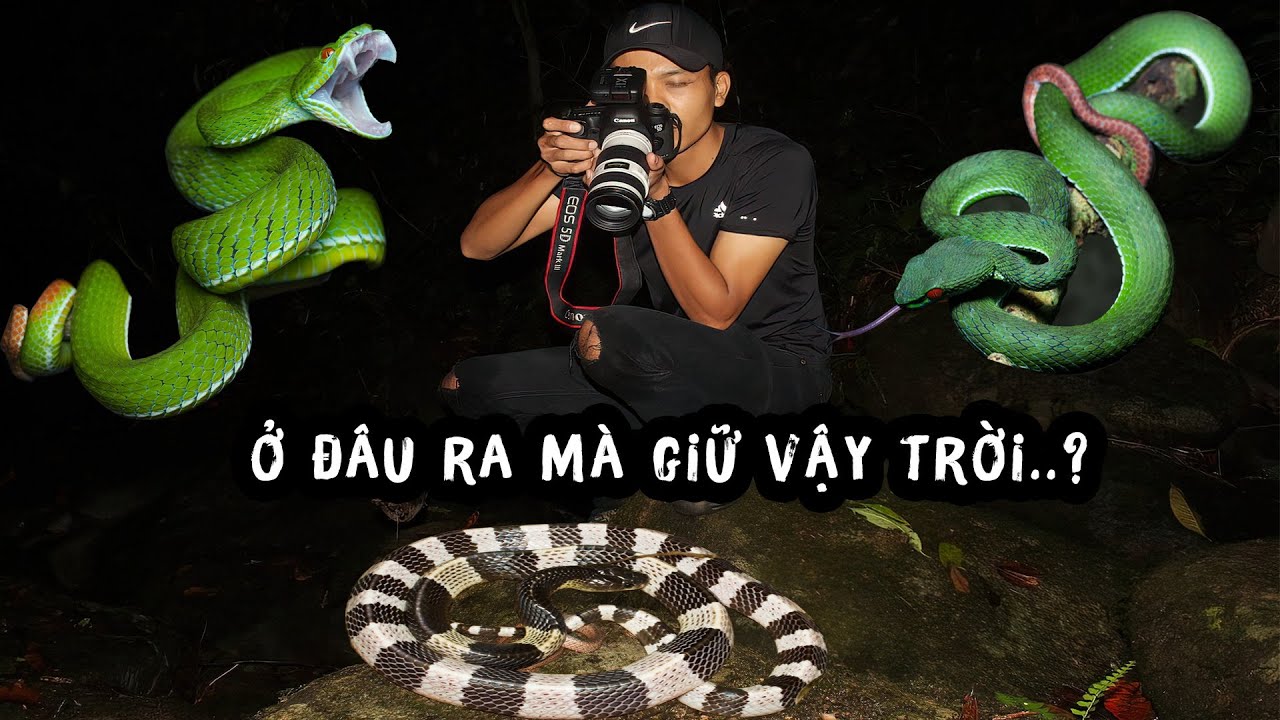 Ở ĐÂU RA MÀ GHÊ ZẬY CHỜI..? Mấy chục con RẮN LỤC ĐUÔI ĐỎ 1 Đêm