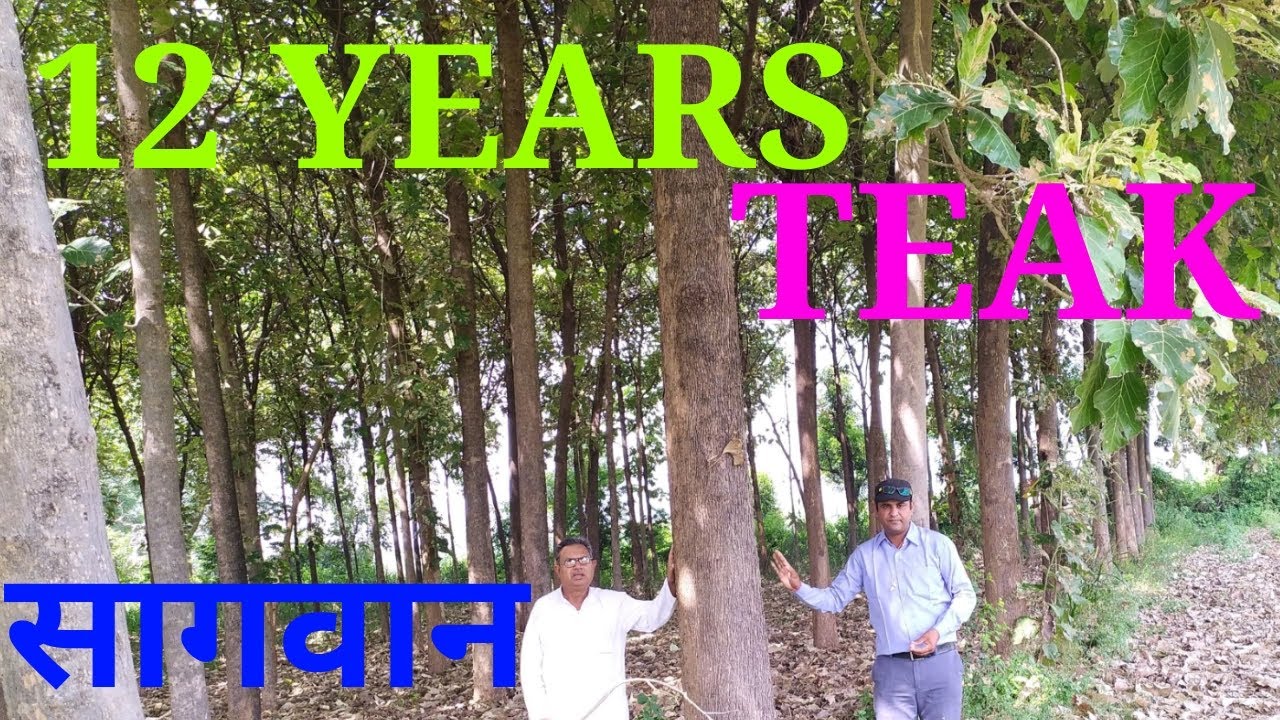 Re-Up Load TEAK PLANT CUTTING/सागौन का पौधा काटना/READY TEAK WOOD
