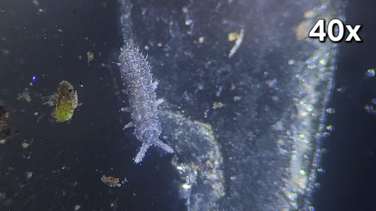 Who knew springtails were so adorable (40x)