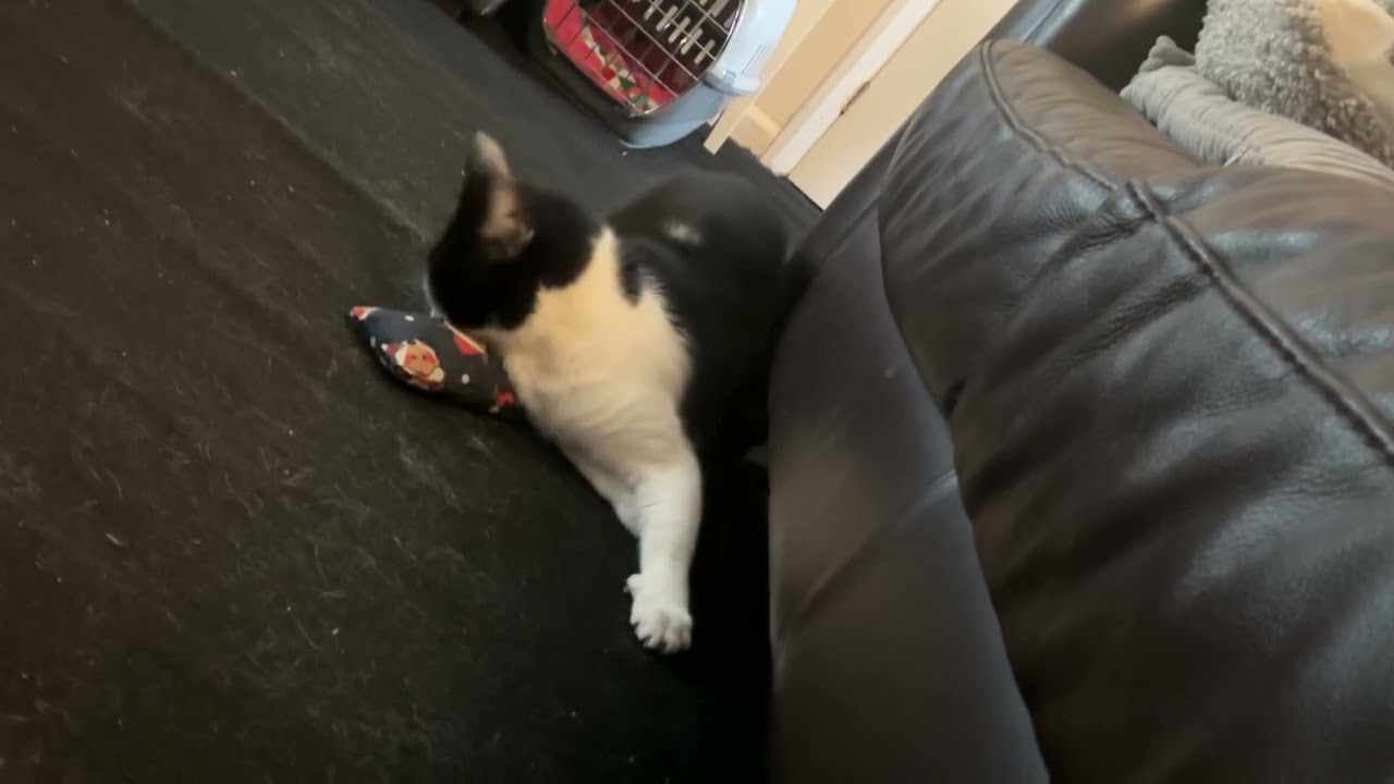 POV your cats get katnip 