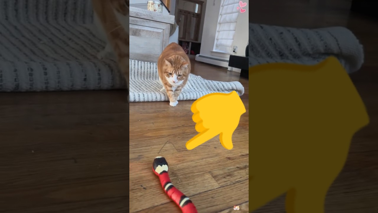 Play with your cat😂#funnyshorts #shortsfeed #funny