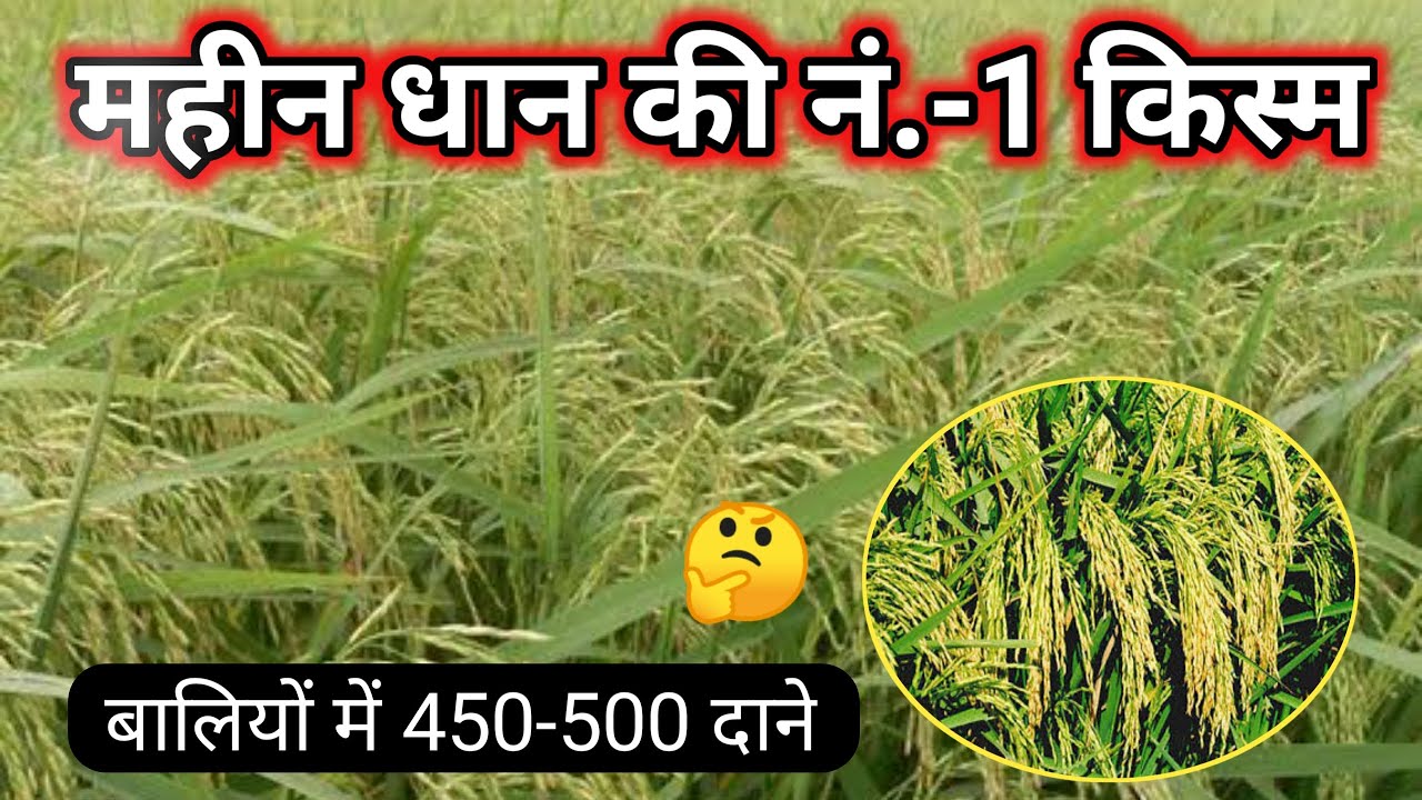 महीन संशोधित धान की सबसे अच्छी किस्म||Mahin Dhan Ki Top Variety||Mahin Dhan Ki Sabse Achi  Kism||