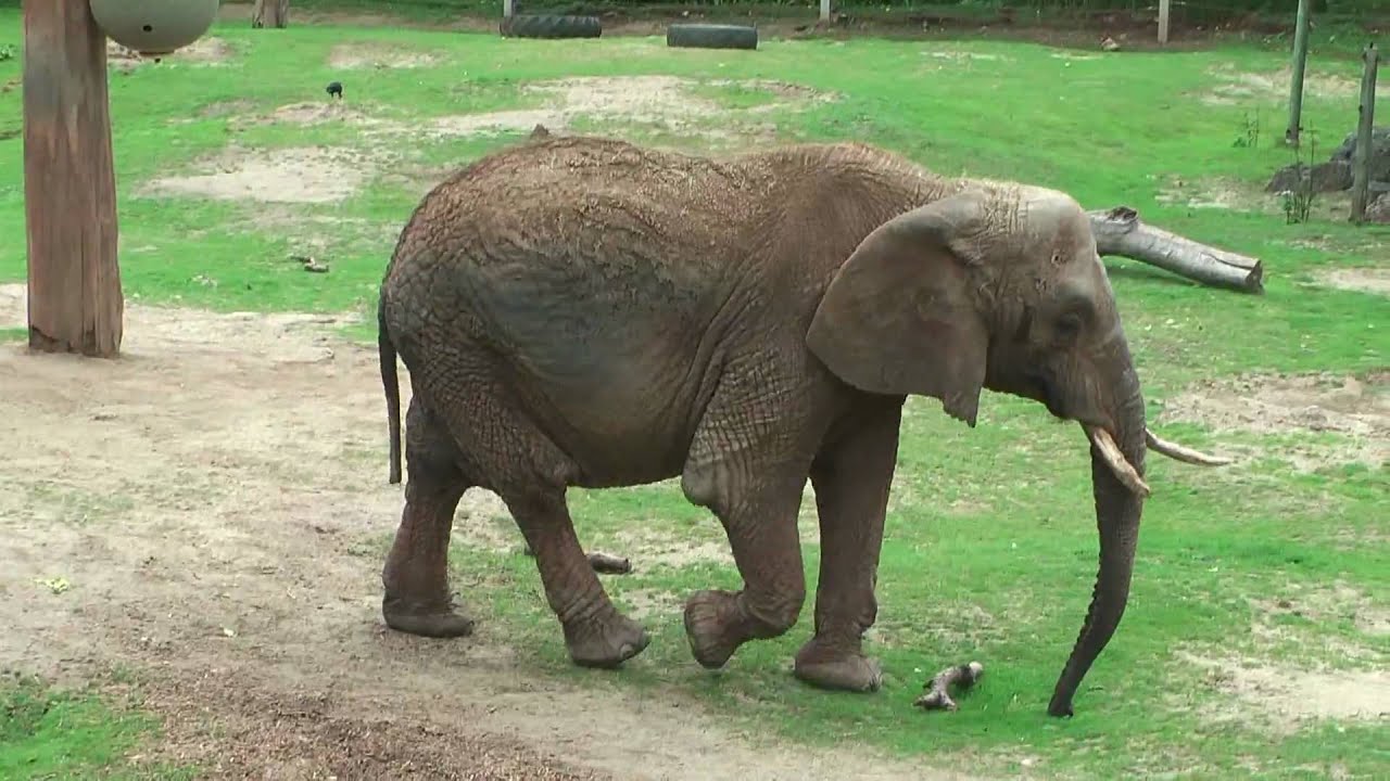 Paignton Zoo