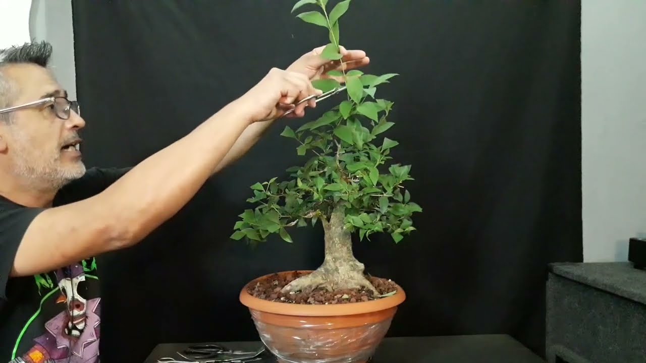 🔴COMO podar UN BONSAI                           👉siempre VERDE -- MUY FACIL DE HACER!!!
