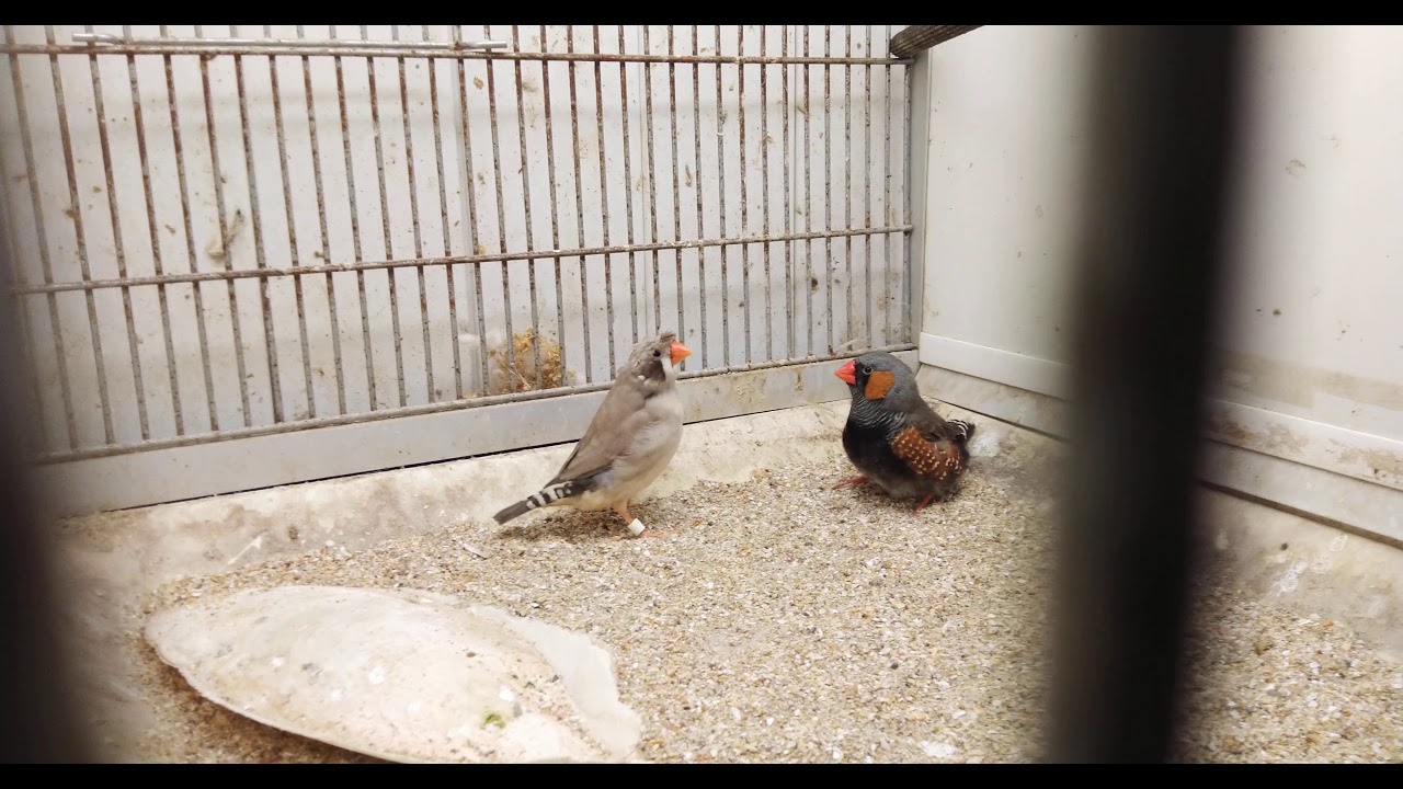 Mes couple de diamant mandarin