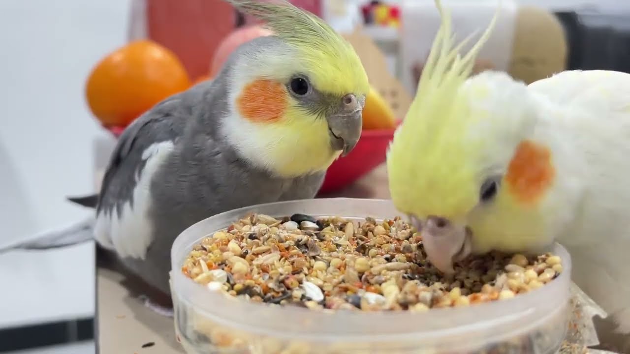 Wow! The baby cockatiel ate really well today.