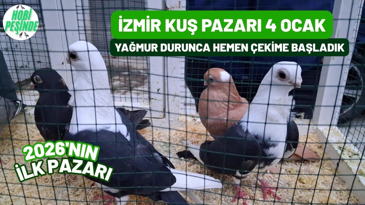 İZMİR KUŞ PAZARI  YAĞMUR DURUNCA HEMEN ÇEKİME BAŞLADIK