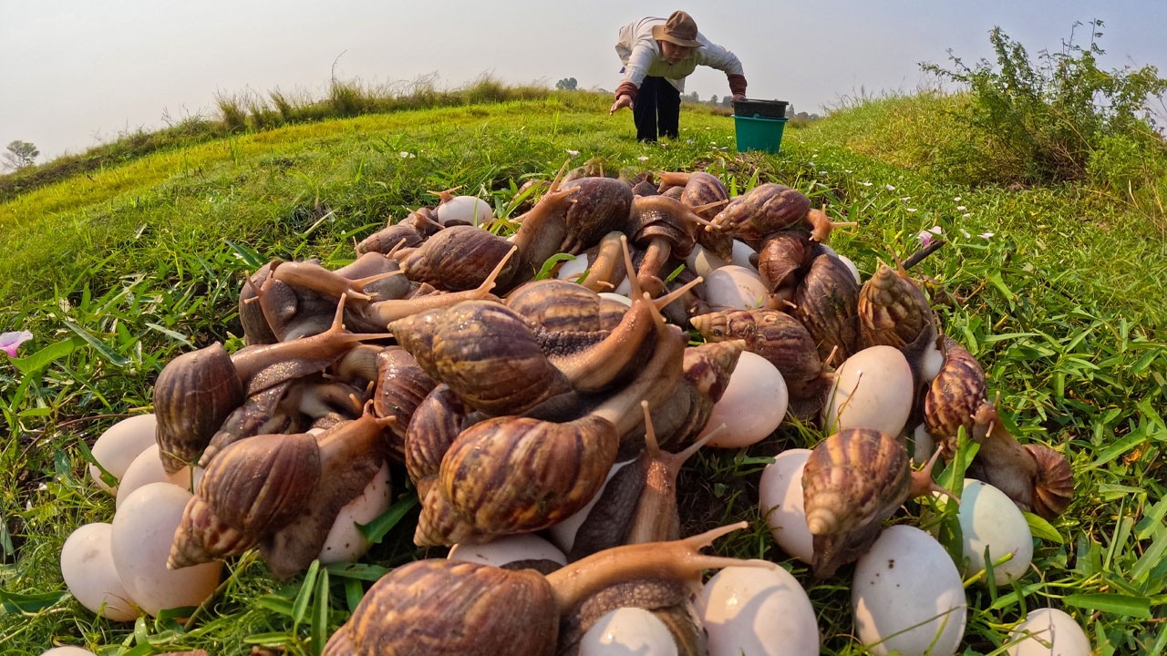 AMAZING SURVIVAL! Finding Giant Snails & Many Wild Eggs in the Deep Field