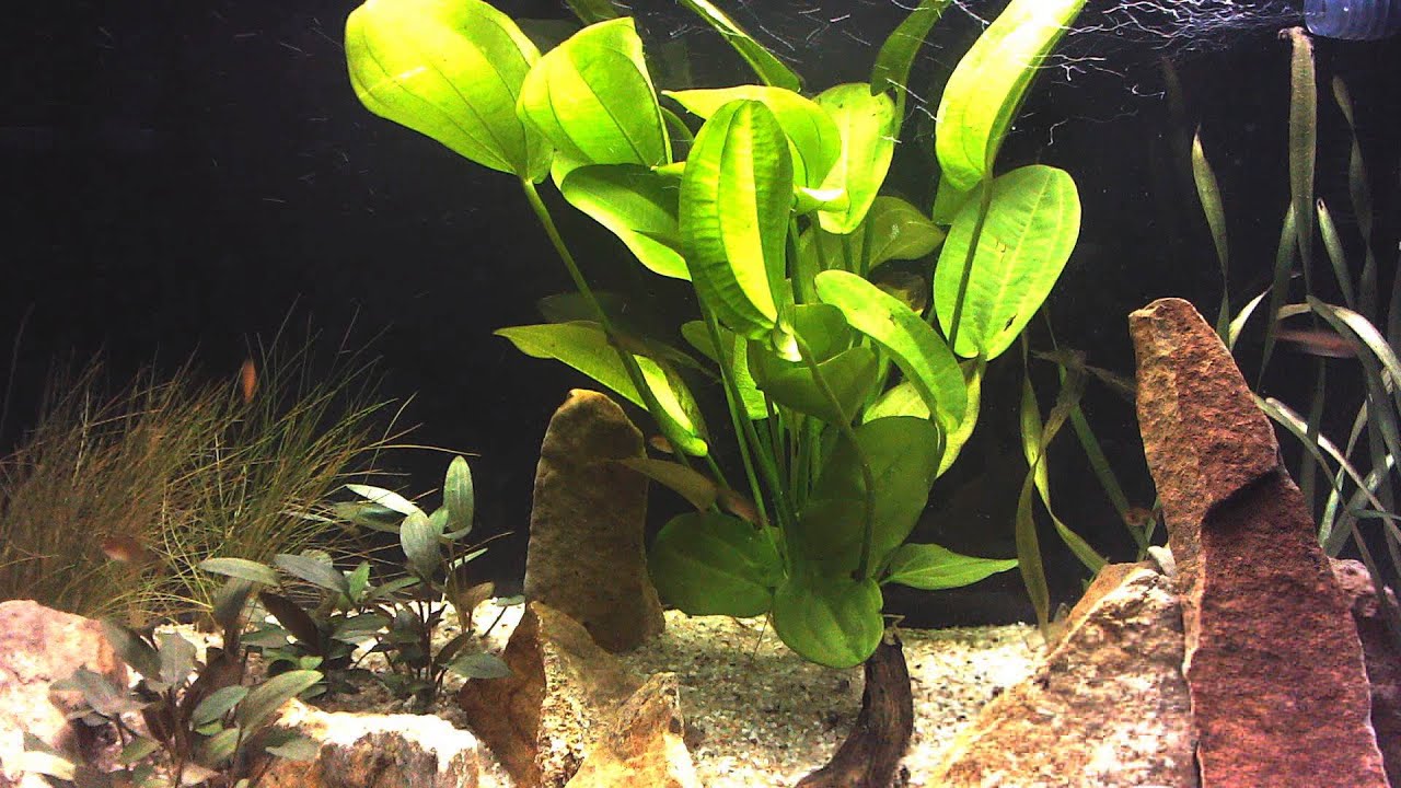 Feuertetra (Hyphessobrycon amandae)