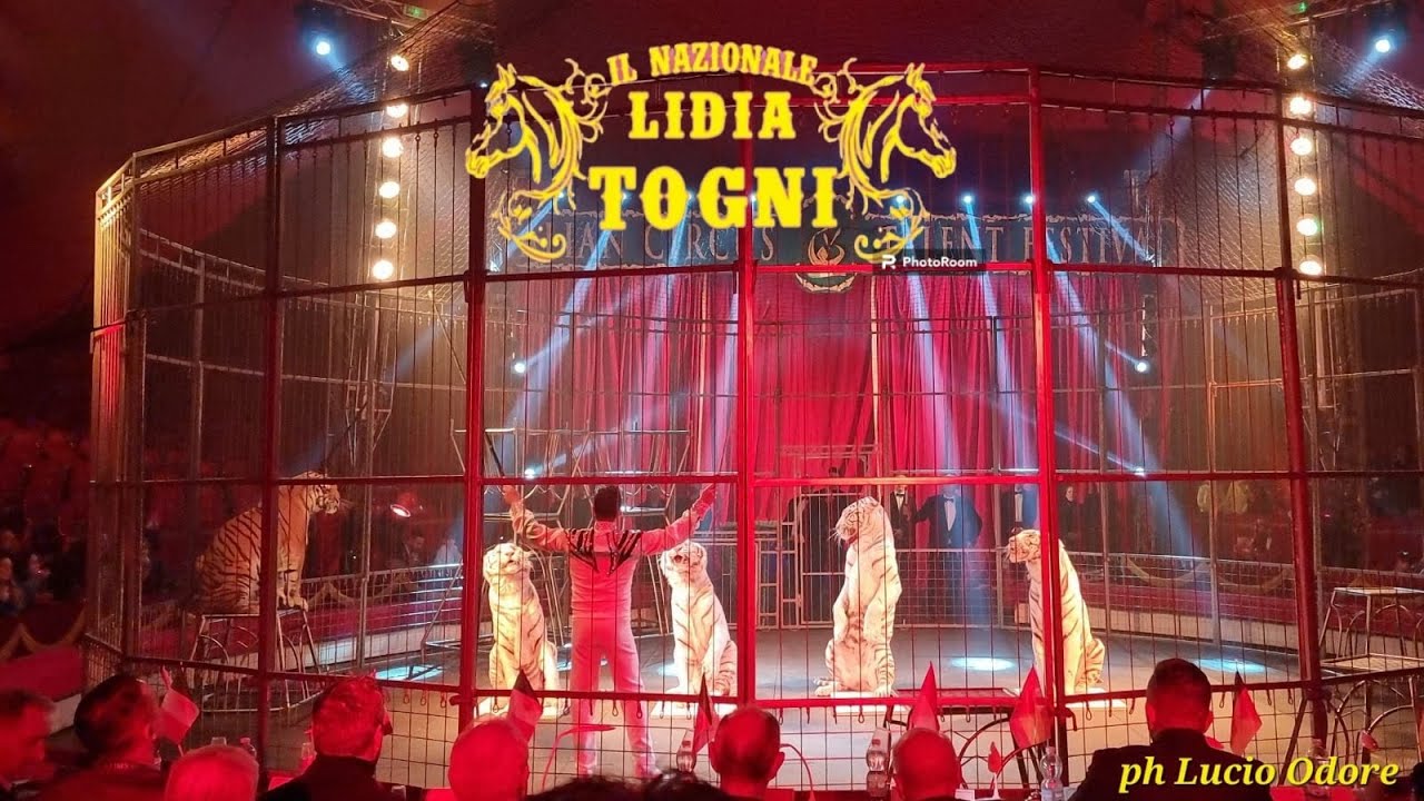 La gabbia di Eros Vinciguerra al circo 🎪  Lidia Togni, Napoli dicembre 2023